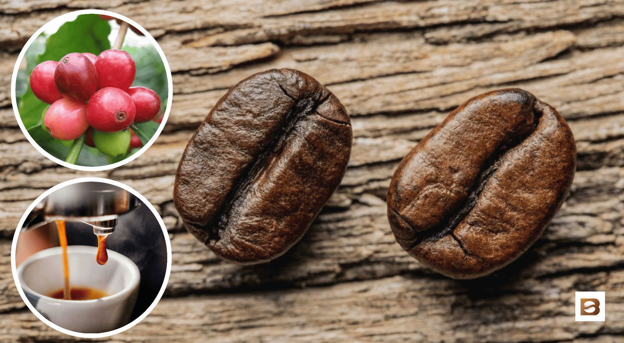 The Difference Between Arabica And Robusta? • Bean Ground