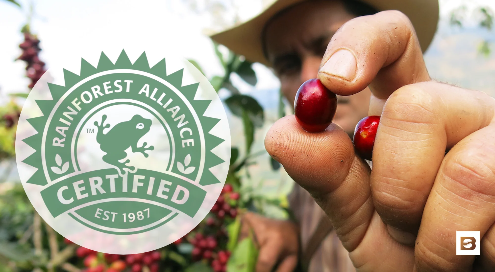 What Is Rainforest Alliance Coffee? Everything You Need To Know - Bean ...