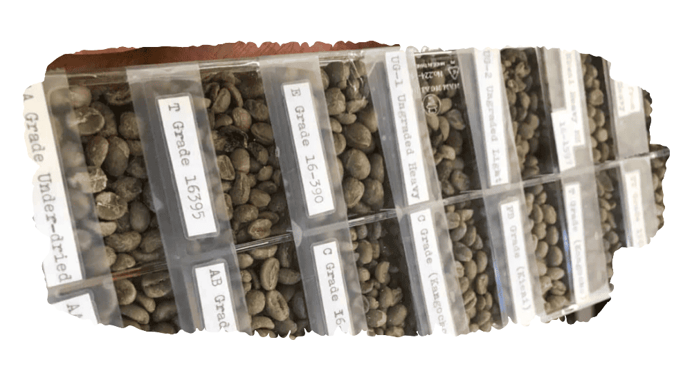 size of the bean grading