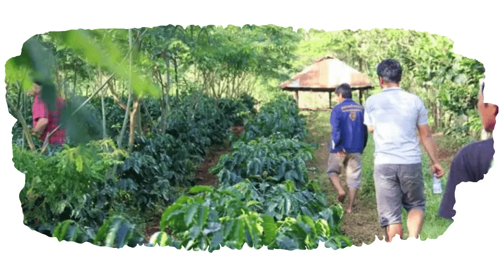 How Lao Coffee is Grown and Processed