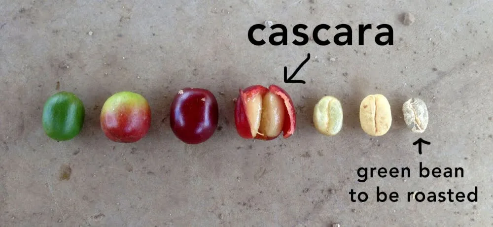 know about coffee fruit diagram