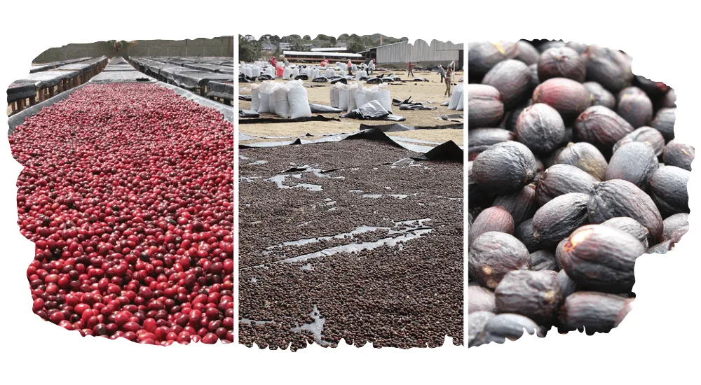 How Is coffee from burundi Processed
