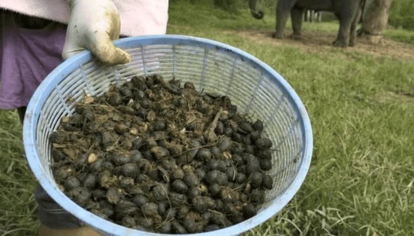 Black Ivory Coffee is made using Thai elephants