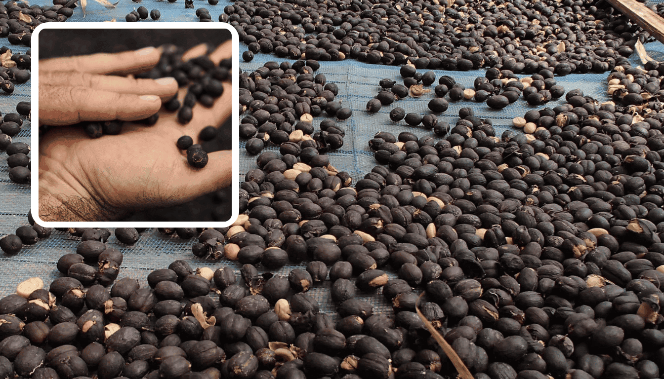 drink coffee from elephant poo